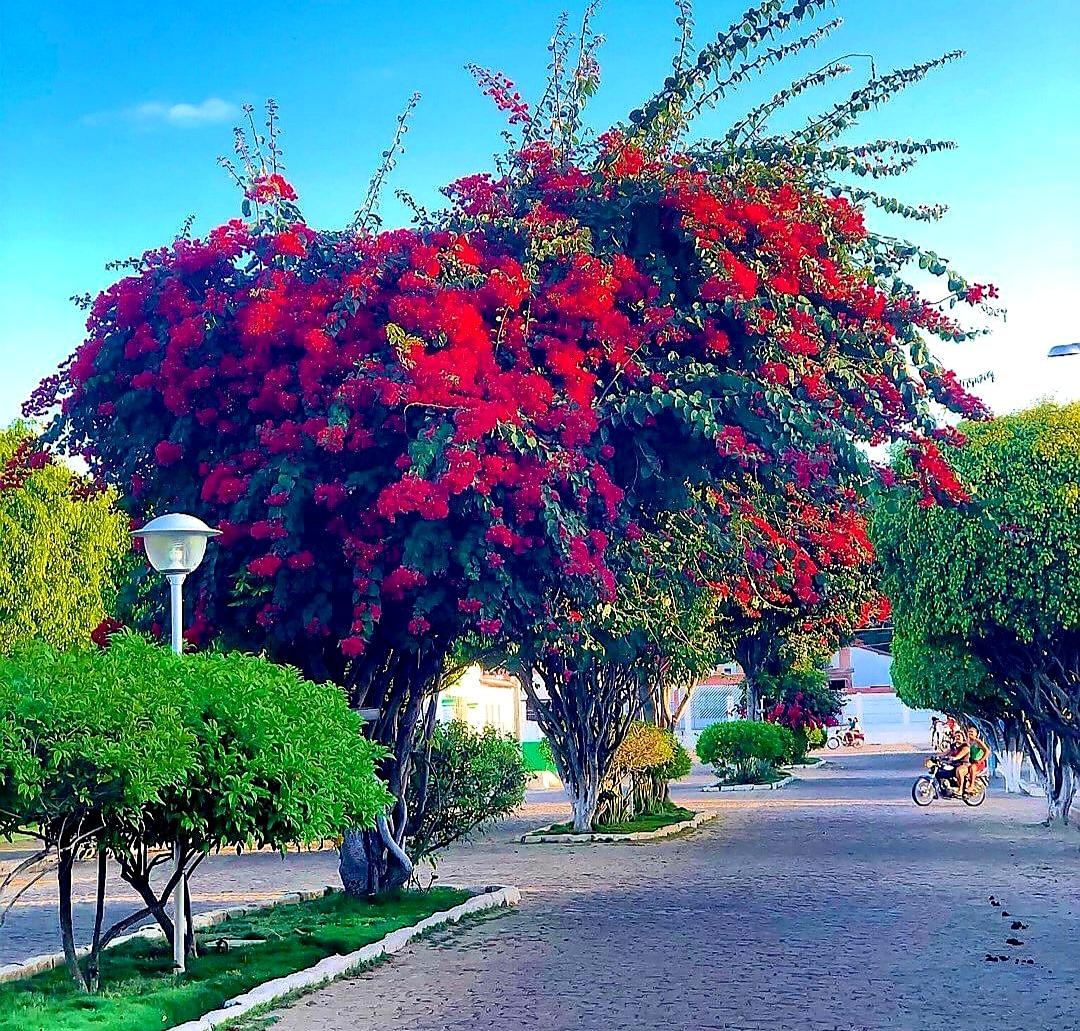 Ministério Público apura suspeita de irregularidades na compra de medicamentos em Martins