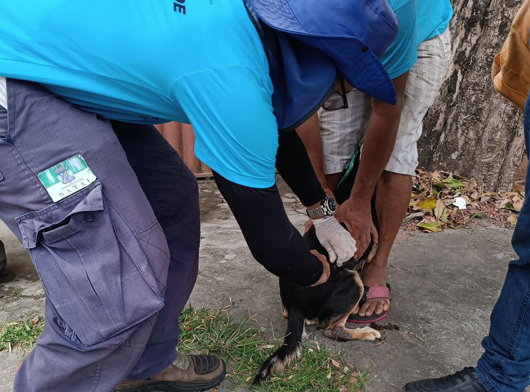 Campanha Antirrábica 2025: confira os locais de vacinação neste sábado (16)